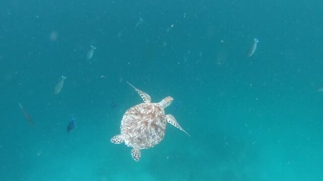 The green sea turtle (Chelonia mydas) is swimming along the coral reef in the Indian Ocean, Maldives. Only some human beings and the larger sharks feed on C. mydas adults.	