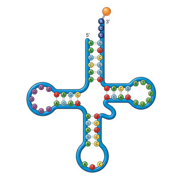 Transfer RNA Clover Leaf Model Isolated on Transparent Background