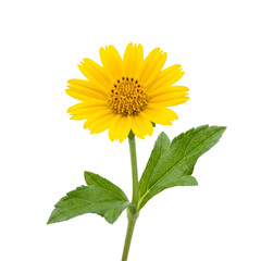 Fototapeta premium Vibrant Yellow Wedelia Flower with Green Leaves Isolated on Transparent Background