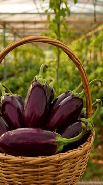 Fresh organic eggplants in a wicker basket in a greenhouse with lush green background.