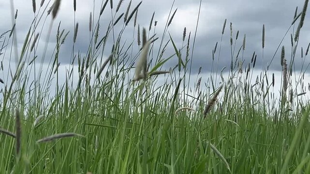Grass in the field. The grass sways in the wind. Gray clouds. Grass in the wind