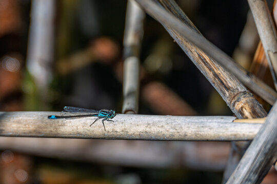 Demoiselle bleue isol&eacute;e pos&eacute;e horizontalement sur une tige de roseau sec en bord d'eau