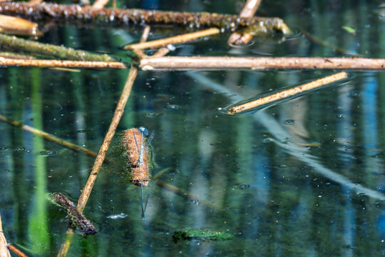 Accouplement de demoiselles bleues sur des d&eacute;bris v&eacute;g&eacute;taux flottant &agrave; la surface d'un &eacute;tang calme