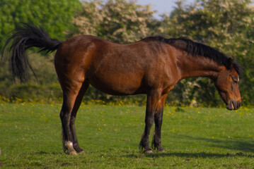 Obraz premium Side view profile of a brown bay horse standing in a vibrant green spring pasture field.