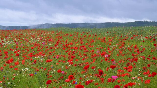 Roter Klatschmohn (Papaver rhoeas), und andere Wildblumen, Sommer, Germerode, Geo Naturpark Frau-Holle-Land, Hoher Meissner, Hessen, Deutschland