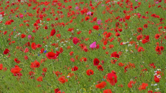 Roter Klatschmohn (Papaver rhoeas), und andere Wildblumen, Sommer, Germerode, Geo Naturpark Frau-Holle-Land, Hoher Meissner, Hessen, Deutschland