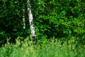 Fototapeta premium White birch among green spring foliage.
