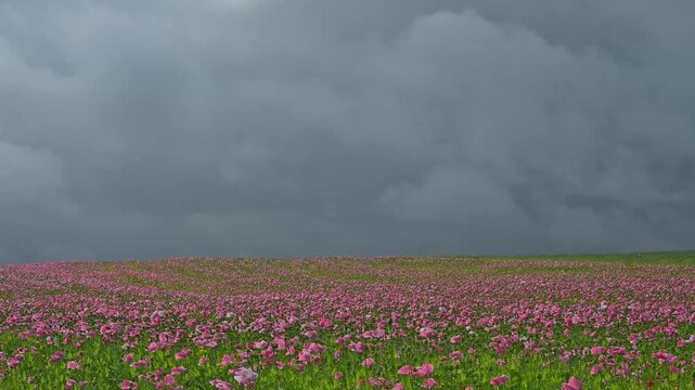 Schlafmohn (Papaver somniferum), Sommer, Germerode, Hoher Mei&szlig;ner, Werra-Mei&szlig;ner-Kreis, Hessen, Deutschland