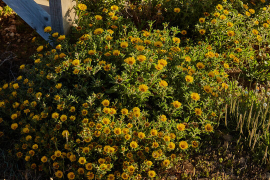 Vibrant yellow gold coin daisy flowers blooming in a coastal garden under warm sunlight