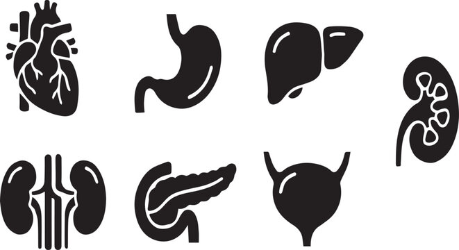 Human organ icons set heart stomach liver kidney pancreas lung and bladder
