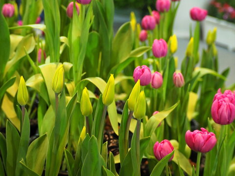 Yellow ones are still in bud while Pink tulips are blooming. Bright pink double-petaled tulips are already in bloom. Buds of yellow and green tulips are preparing bloom. Tulipa spp or Tulipa hybrids
