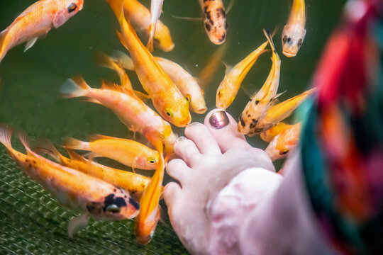 Kangal fish nibble on dead, keratinized skin on woman's foot. Natural pedicure.