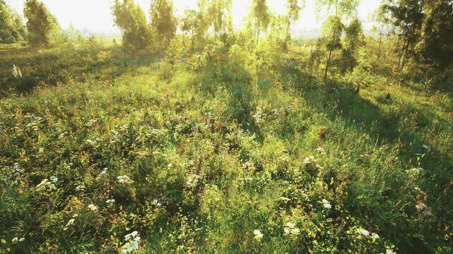 Biodiverse meadow with native plants and sunlit edge, mosaic of grasses and flowers supporting pollinators and small wildlife, conservation focused landscape