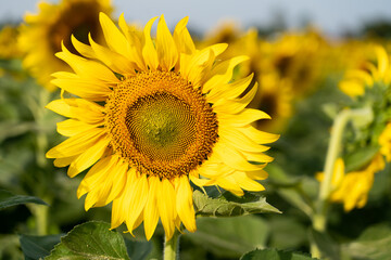 Fototapeta premium Beautiful yellow color sunflower in the agriculture farm background