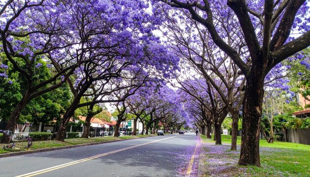 Blooming jacaranda trees forming a purple tunnel over road.