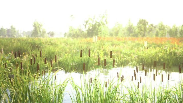 Wildflower edge wetland with dense reeds and colorful blooms, bright reflective water, buzzing pollinator potential, grassy pathways, optimistic eco message