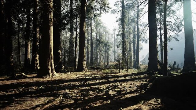 Sunlit forest stroll. Morning light over pine trees. Sunshine streams through tall pine branches. Bright morning beams casting shadows in peaceful pine forest