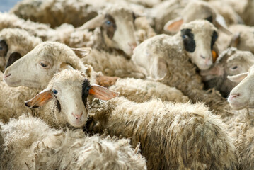 Closeup of a flock of sheep with thick wool in a farm pen © RifaldiMuhammadSalim
