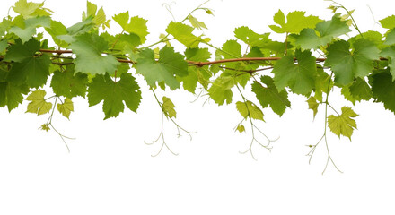 Obraz premium A horizontal vine of vibrant green grape leaves with curling tendrils isolated against a solid black background, studio