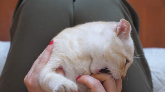 Beautiful red cat lies on legs of his female owner. Hands of woman strokes her pet showing care and love. Playful ginger kitten playing with his holder and biting her fingers. Slow motion Close up