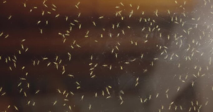 Mosquito swarm at summer on the glass