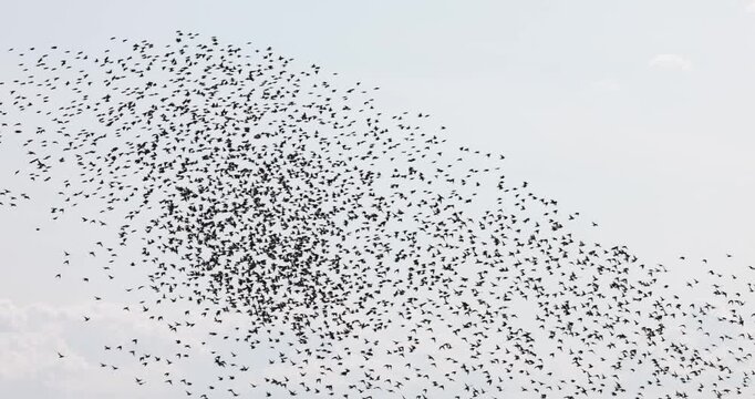 Gathering of individual birds to forage