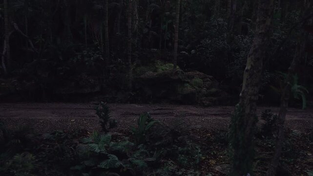 Dark forest path at dusk, narrow trail winding through dense trees, leaf litter underfoot, low light creating deep shadows, quiet atmospheric stillness