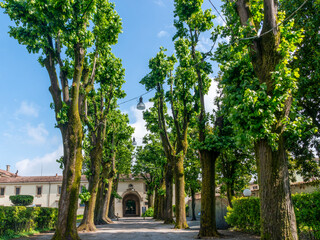 Obraz premium viale alberato antico