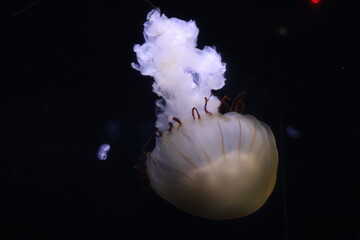 A jellyfish in aquarium © Mt. Cape