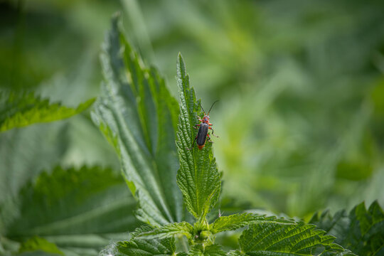 Firebug beetle close-up sitting on a green nettle leaf, detailed insect macro, natural outdoor light.