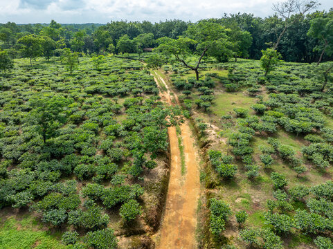 Aerial view of lush green tea gardens with a winding dirt path and dense tropical trees under a cloudy sky Sreemangal, Sylhet Division, Bangladesh.