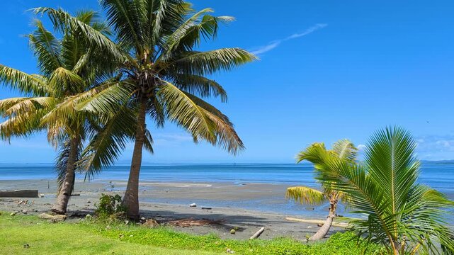 Scenic coastal view of coconut palm trees and low tide ocean in capital city Suva on tropical island Viti Levu in Fiji