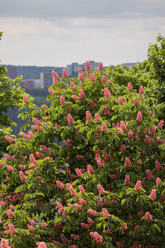 Pink blossoms adorn a tree in a city park. Green leaves contrast with soft pink flowers. City skyline visible behind leafy branches. Trees stand tall under a cloudy sky