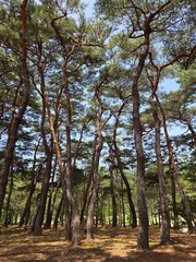 Fototapeta premium pine trees in the park