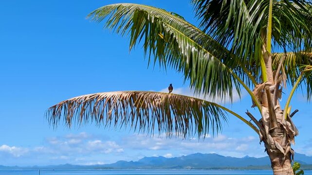 Common Myna starling bird perched on coconut palm tree on tropical island in Fiji, South Pacific