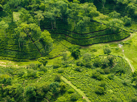 Aerial view of lush green tea gardens on rolling hills with scattered shade trees and winding paths in Sreemangal, Sylhet Division, Bangladesh.