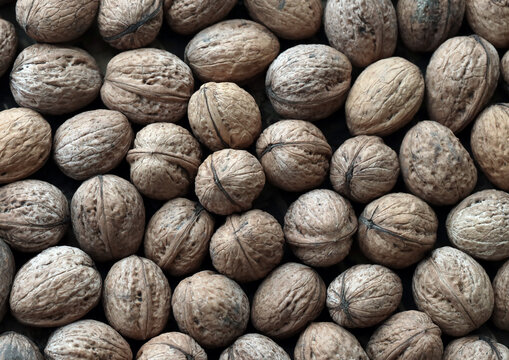 Round brown walnuts in big pile on table close up. Large amount of brown walnuts