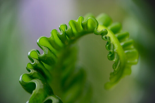 Close-up texture of Asplenium nidus or Cobra fern foliage in a home garden