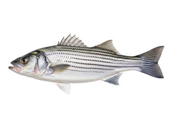 Obraz premium Large striped sea bass fish swimming in water isolated transparent png