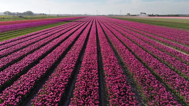 Rapid side sweep above patterned tulip landscape