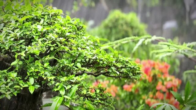 Lush Greenery of a Bonsai Garden: A meticulously cultivated bonsai tree with vibrant green leaves takes center stage, complemented by blooming flowers and soft, misty atmosphere.