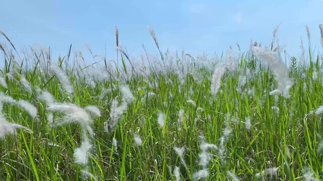 風に吹かれてなびく千萱（チガヤ）
