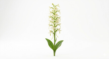 Fototapeta premium Elegant White Butterfly Orchid Floral Portrait
