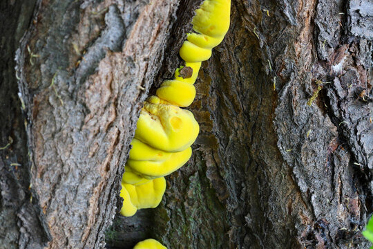 An unusual bright yellow sulfur shelf mushroom grows lushly in a deep crack of an old tree. The textured dark bark of the trunk creates a sharp contrast with the rich color and soft shape of the funga