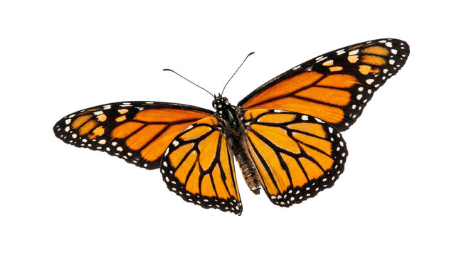 Monarch butterfly with wings spread isolated on transparent background png displaying vibrant orange and black.