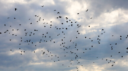 A large flock of wild birds flies swiftly in the cloudy evening sky before a storm. Numerous dark silhouettes swirl against the textured blue and white clouds, creating a dynamic scene. © Олег Струс
