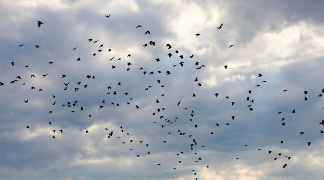 A large flock of wild birds flies swiftly in the cloudy evening sky before a storm. Numerous dark silhouettes swirl against the textured blue and white clouds, creating a dynamic scene.
