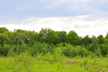 Fototapeta premium A picturesque green glade with young bushes stretches before a dense wall of woodland. In the cloudy sky above the treetops, a lone large bird flies, complementing the peaceful summer landscape.