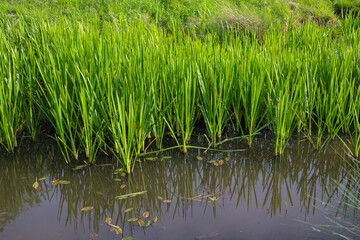 Obraz premium Bright green sedge and coastal grass grow densely near the water's edge of a small pond. The long plant stems reflect beautifully in the calm, dark surface of the river on a sunny summer day.