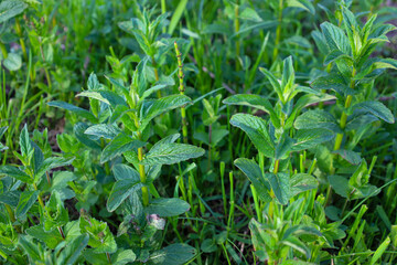 Young bushes of fresh green mint grow in a garden or in the wild among dense spring grass. The rich color and characteristic texture of the plant's serrated leaves create a feeling of natural coolness © Олег Струс